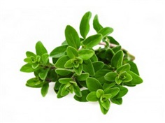 Oregano : Greek ออเรกาโน่ / 200 เมล็ด