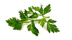 Parsley : Plain พาสลีย์ / 100 เมล็ด