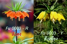 มงกุฏจักรพรรดิ์ (Fritillaria)