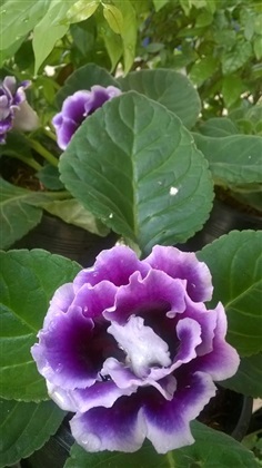 Gloxinia กล็อกซีเนีย