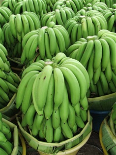กล้วยหอมทอง กล้วยน้ำว้า สดจากสวนราคาถูก
