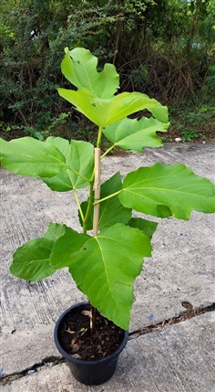 มะเดื่อฝรั่ง (Figs)