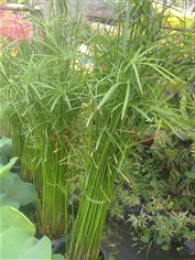 จั๋งจีน Rhapis humilis Blume. Reed rhapis Slender lady palm