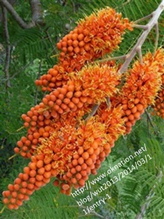 ทองพลุ Colvillea หรือ Whip Tree /Colvillea racemosa