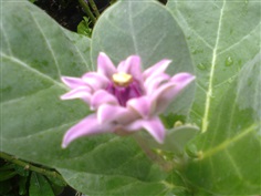 รักซ้อนสีม่วงCROWN FLOWER/ Calotropis gigantea (Linn.) R.Br.