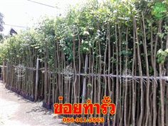 ขายต้นข่อยทำรั้วสูง 2.50 เมตร