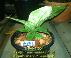 TH-ANT-004 หน้าวัวใบ ด่างสี มังกรทอง