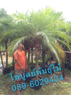 สิบสองปันนา