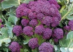 Broccoli Purple Spouting Early 