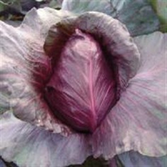 Cabbage Kalibos 