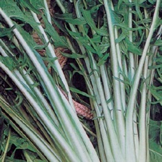 Chicory Catalognan Frastagliata 