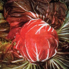 Chicory Palla Rossa 