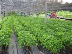 ต้นกล้ายางพารา  ยางชำถุง ยางตาเขียว ยางสายพันธุ์ที่นิยม