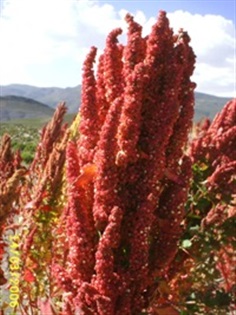 Quinoa Red 