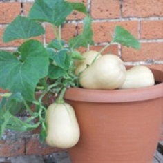 Squash Butterbush 