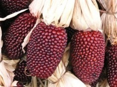 ORNAMENTAL CORN Strawberry Popcorn (Organic) 