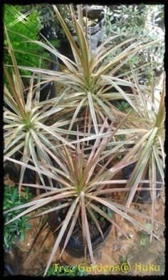 เข็มสามสี