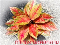 กวักมหามงคลกลาย