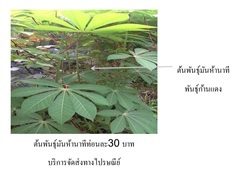 มัน5นาที 