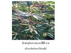 มันด่าง