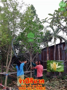 ขายต้นจำปีสีนวล ลำต้น 4 นิ้วสูง6เมตร