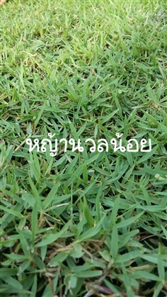 หญ้านวลน้อย