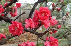 ดอกเหมย Prunus persica pink dark