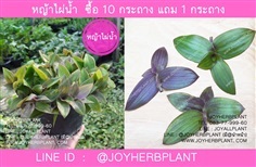 หญ้าไผ่น้ำ  ซื้อ 10กระถางแถม 1 กระถาง 