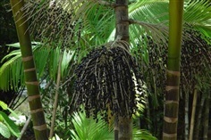 อาไซอิเบอร์รี่ (acai palmberry   )