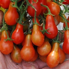 มะเขือเทศโรมาเนียแคระ - Red Dwarf Romanian Tomato