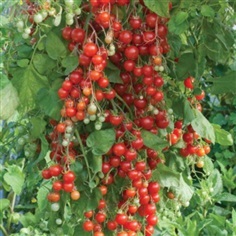 มะเขือเทศสวีทมิลเลี่ยน - Sweet Million Tomato (หวาน 7.1Brix)