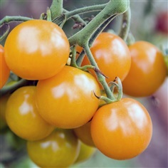 มะเขือเทศเชอรี่สีเหลือง - Yellow Cherry Tomato