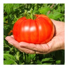 มะเขือเทศบีฟสเต็กสีแดง - Red Beefsteak Tomato