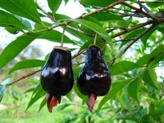 เชอรี่ริโอแกรนด์ -Cherry of Rio Grande (Eugenia involucrata)
