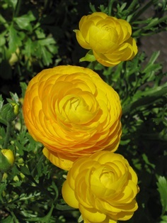 รานันคูลัสสีเหลือง - Yellow Ranunculus