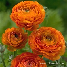 รานันคูลัสสีส้ม - Orange Ranunculus