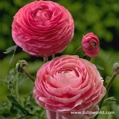 รานันคูลัสสีชมพู - Pink Ranunculus