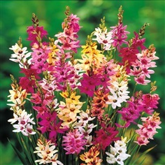 ไอเซียคละสี - Mixed Ixia