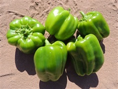 พริกหวานสีเขียว - Green California Wonder Pepper