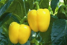 พริกหวานสีเหลือง - Quadrato D&#39;Asti Giallo Pepper