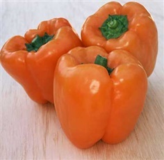 พริกหวานสีส้ม - Orange Sun Pepper