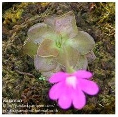 Pinguicula