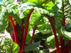 สวิสชาร์ดสีแดง - Ruby Red Swiss Chard