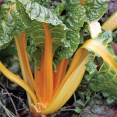 สวิสชาร์ดสีส้ม - Orange Fantasia Swiss Chard