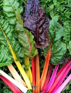 สวิสชาร์ดคละสี - Mixed Swiss Chard