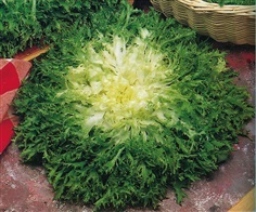 อองดีฟมอสเคิร์ล - Moss Curled Endive