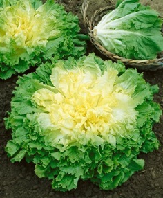 อองดีฟบอร์ดลีฟ บาเทเวี่ยน - Broadleaf Batavian Endive