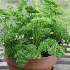 พาร์สเลย์มอสเคิร์ล - Moss Curled Parsley