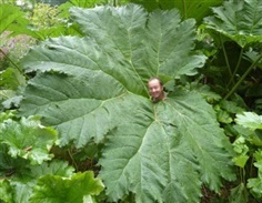 ผักกาดไดโนเสาร์ - Giant Rhubarb