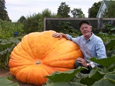 ฟักทองยักษ์ดิลแอทแลนติก - Dill Atlantic Giant Pumpkin